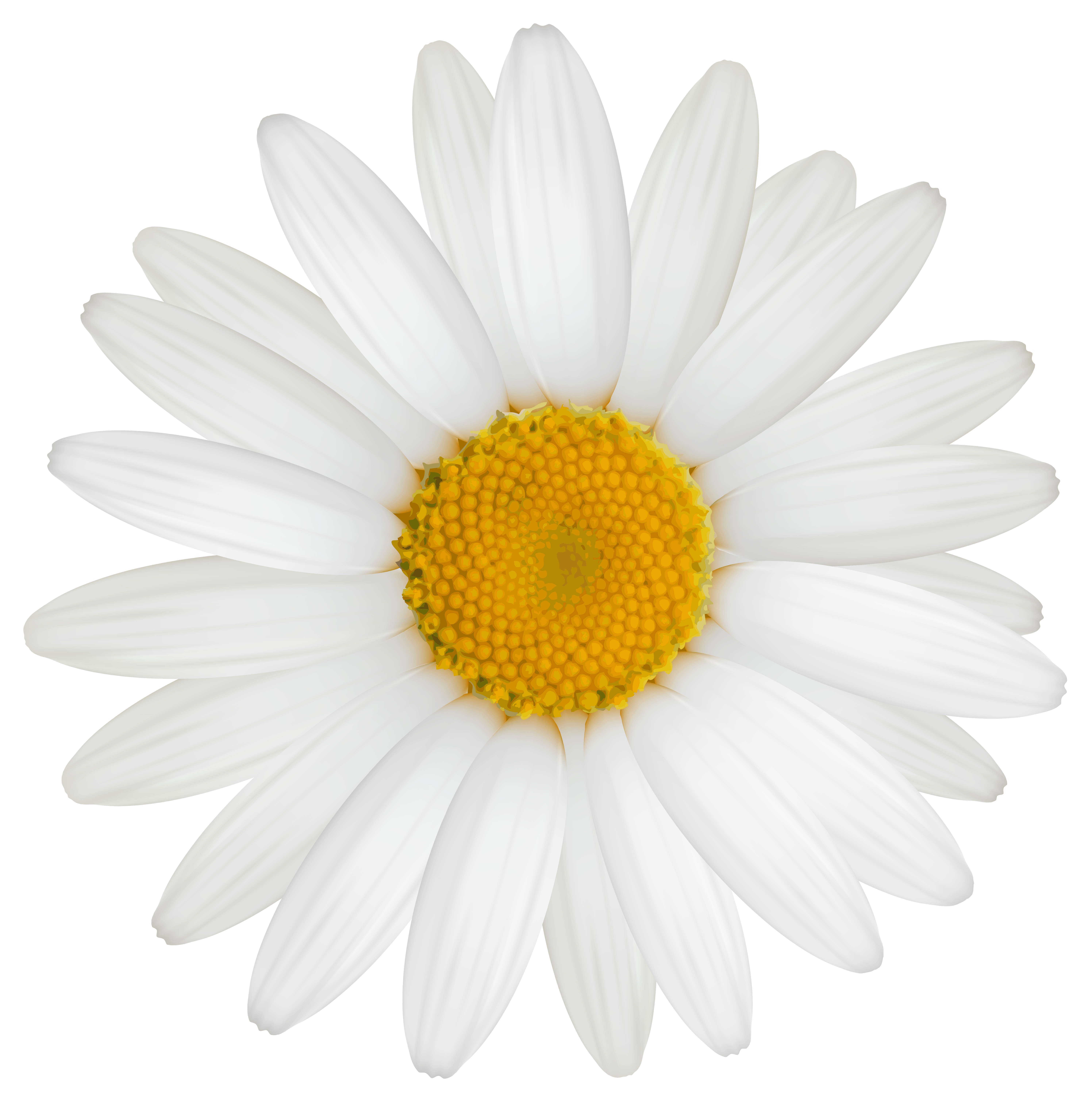 Free Daisy Png Tumblr, Download Free Daisy Png Tumblr png images, Free