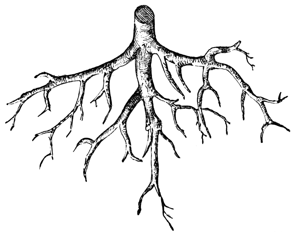 Free Tree Roots Cliparts, Download Free Tree Roots Cliparts png images