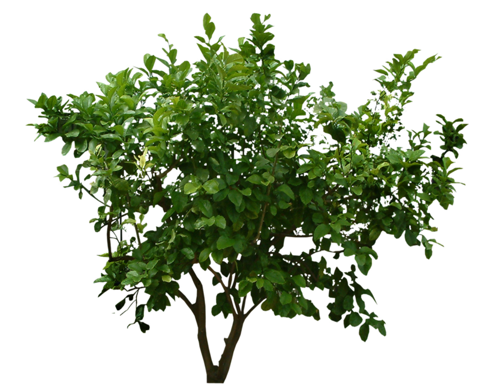 Free Tree Shrubs Cliparts, Download Free Tree Shrubs Cliparts png