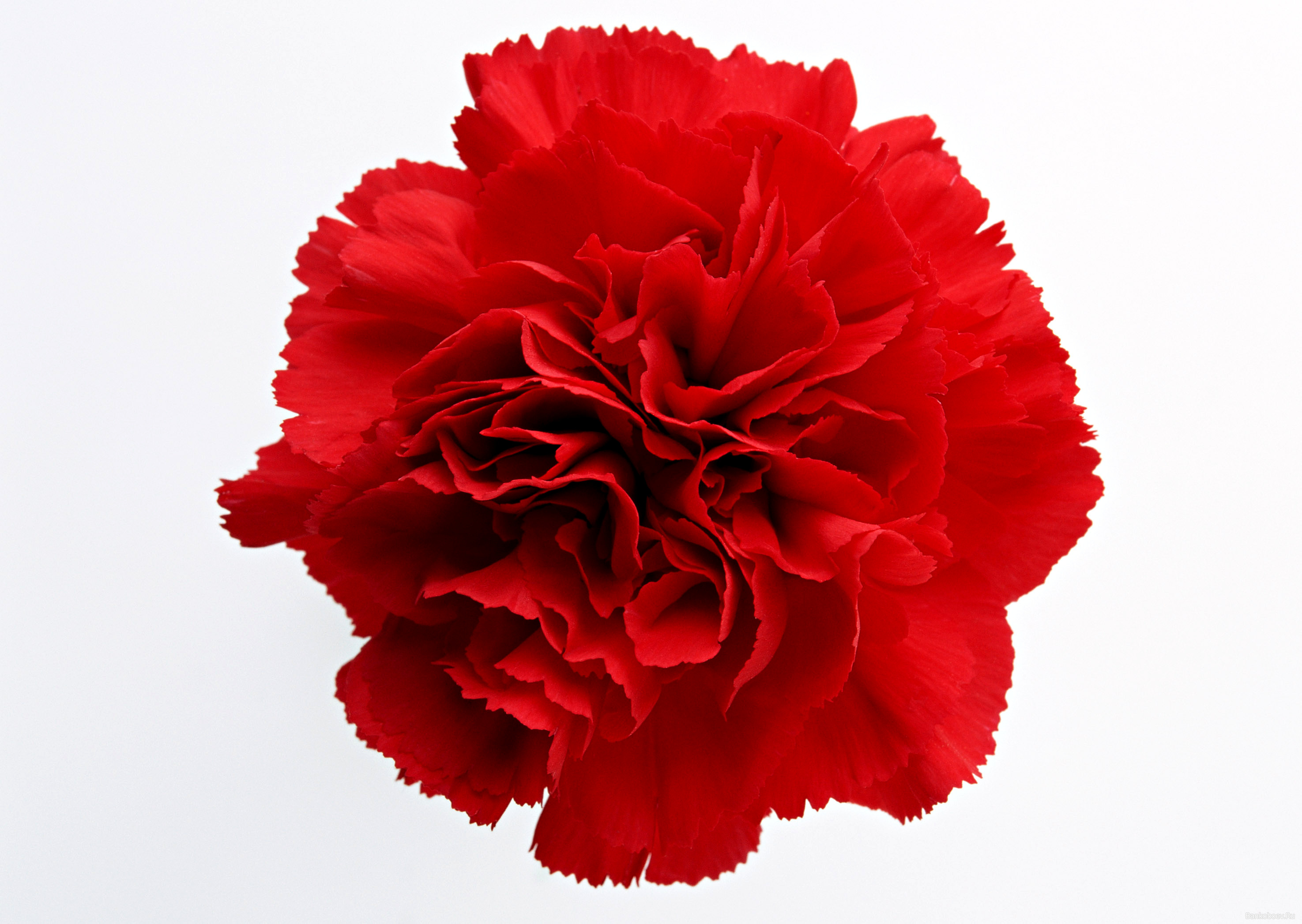 Free Carnation Flower Cliparts, Download Free Carnation Flower Cliparts