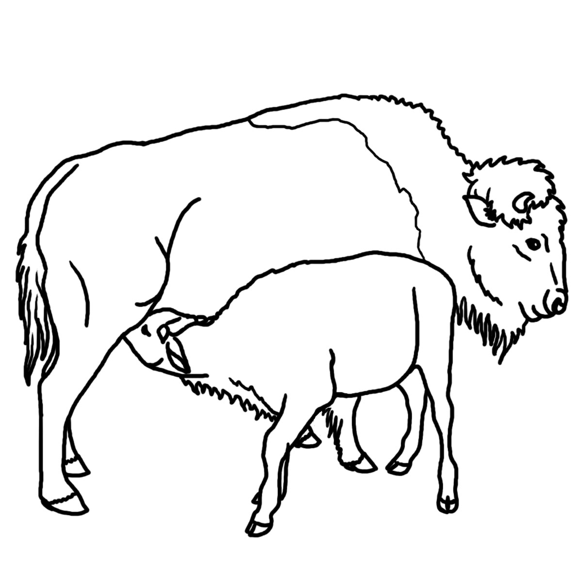 Free Calf Cliparts, Download Free Calf Cliparts png images, Free