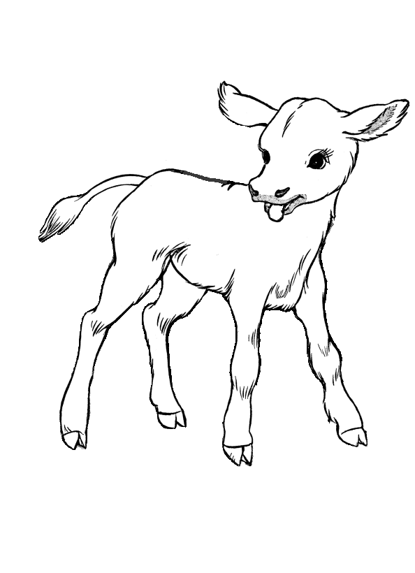 Free Calf Cliparts, Download Free Calf Cliparts png images, Free