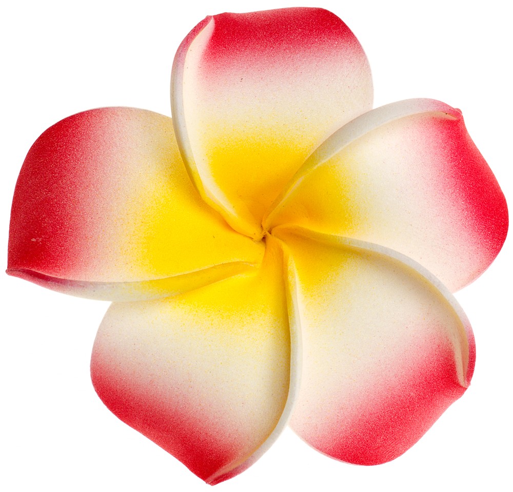 Free Plumeria Cliparts, Download Free Plumeria Cliparts png images