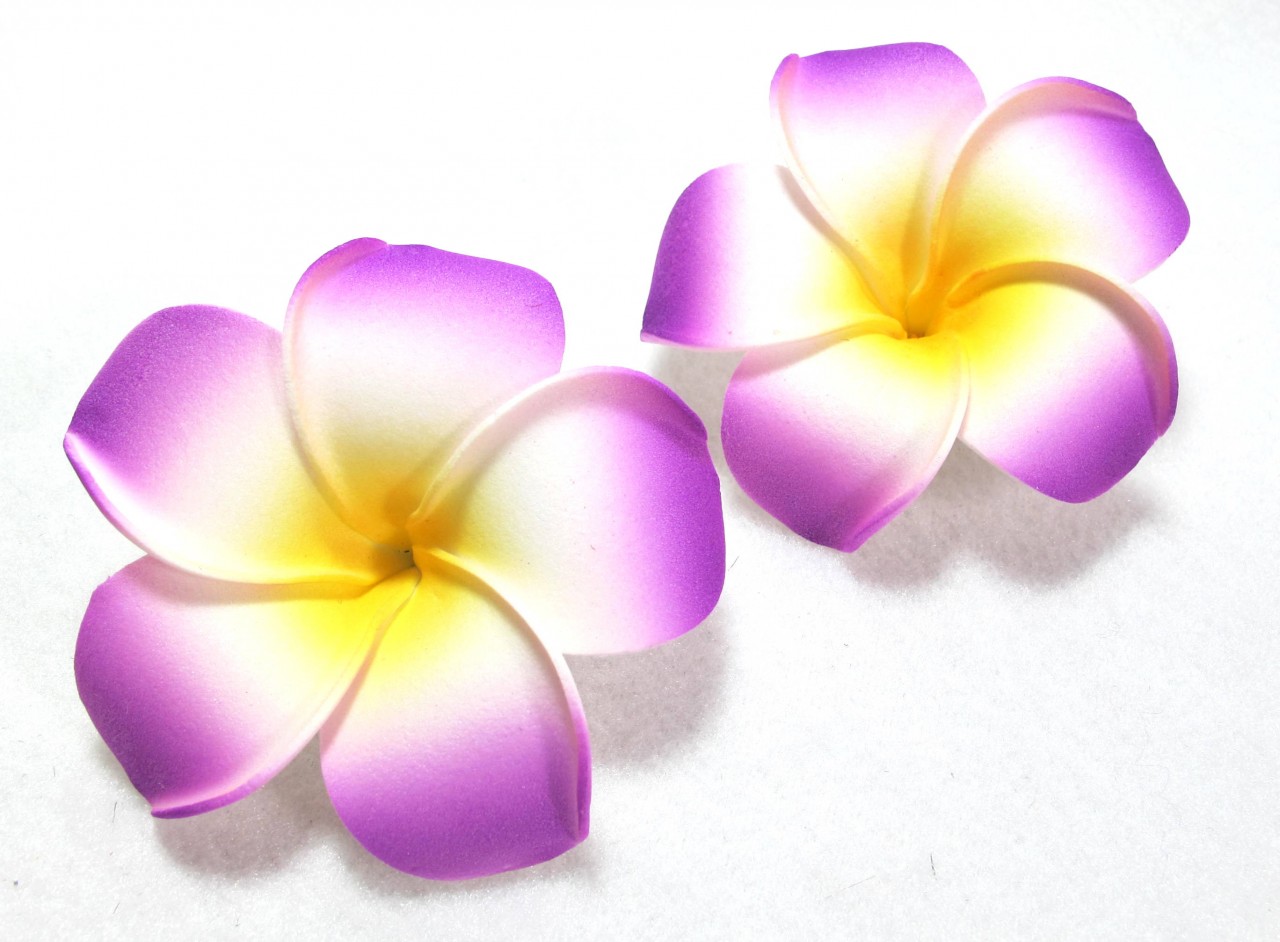 Free Plumeria Cliparts, Download Free Plumeria Cliparts png images