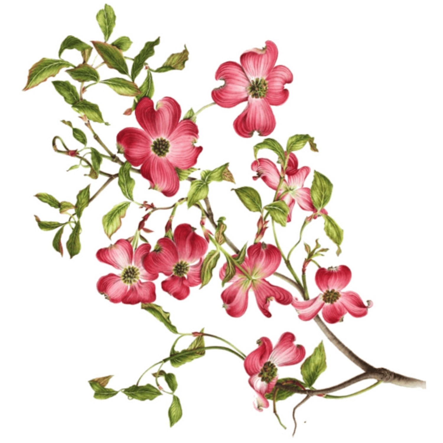 Free Dogwood Tree Cliparts, Download Free Dogwood Tree Cliparts png images, Free ClipArts on