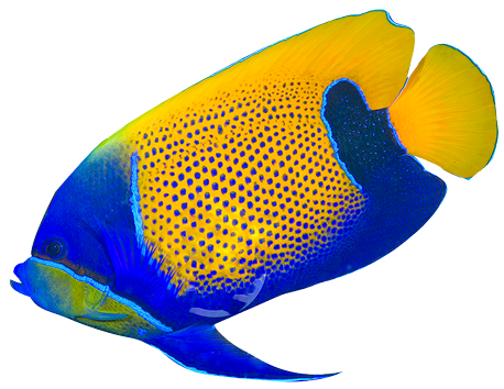Free Colorful Fish Cliparts, Download Free Colorful Fish Cliparts png