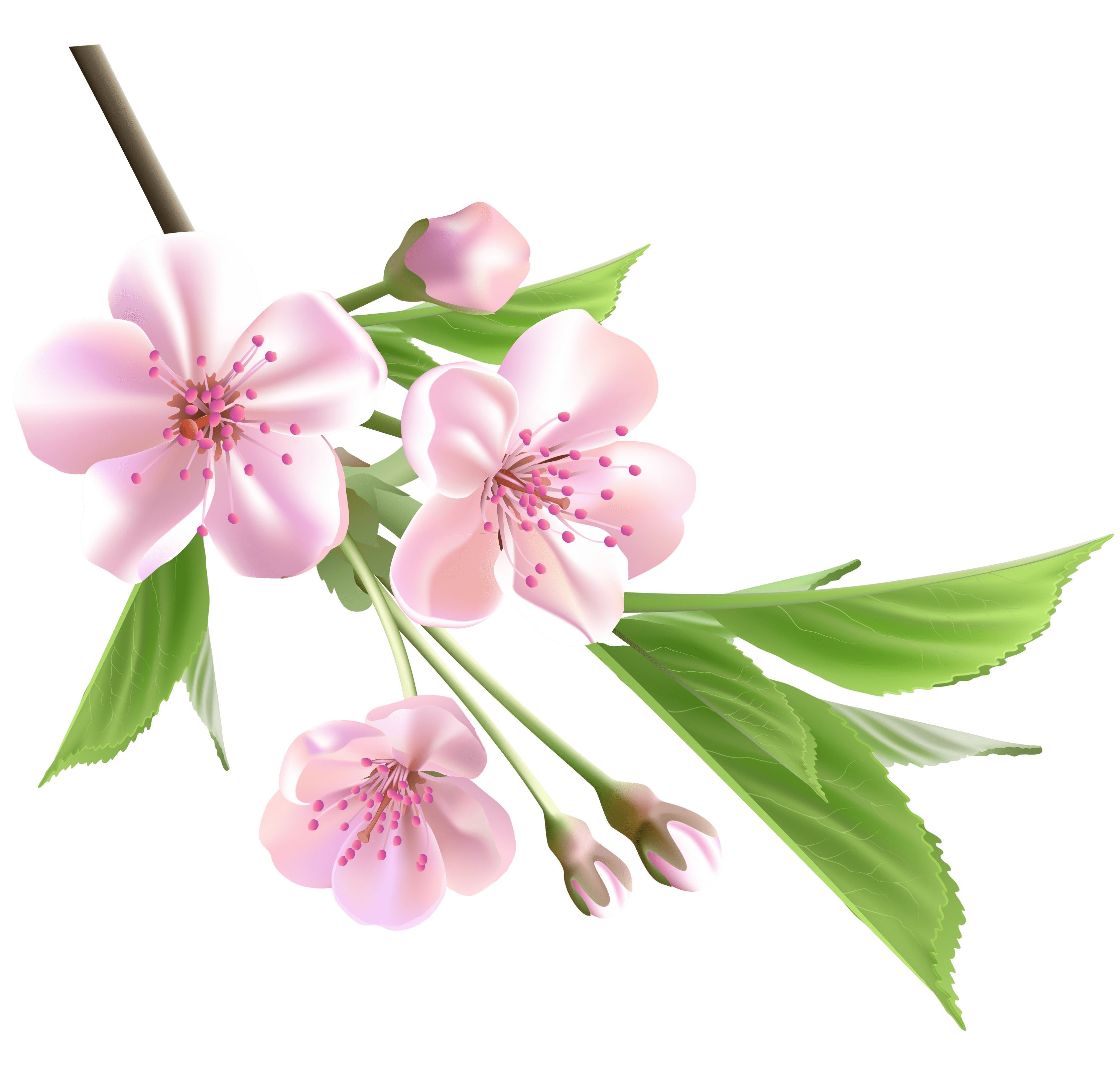 Free Flowers Png Images, Download Free Flowers Png Images png images