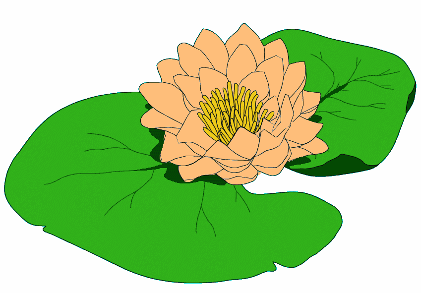 Free Lily Pond Cliparts, Download Free Lily Pond Cliparts png images