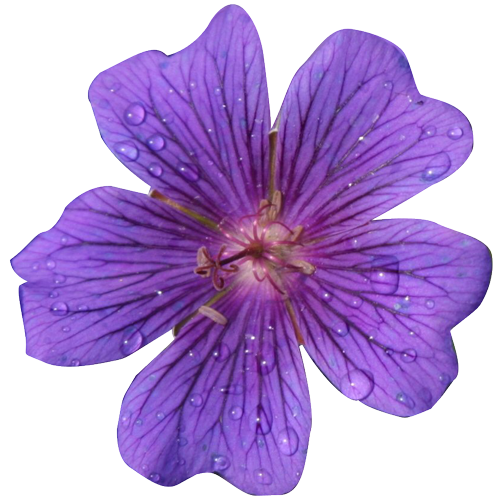 Free Realistic Flowers Cliparts, Download Free Realistic Flowers