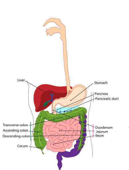 digestive system unlabelled diagram #2911815