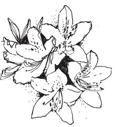 Azalea Clipart Black And White - Clip Art Library
