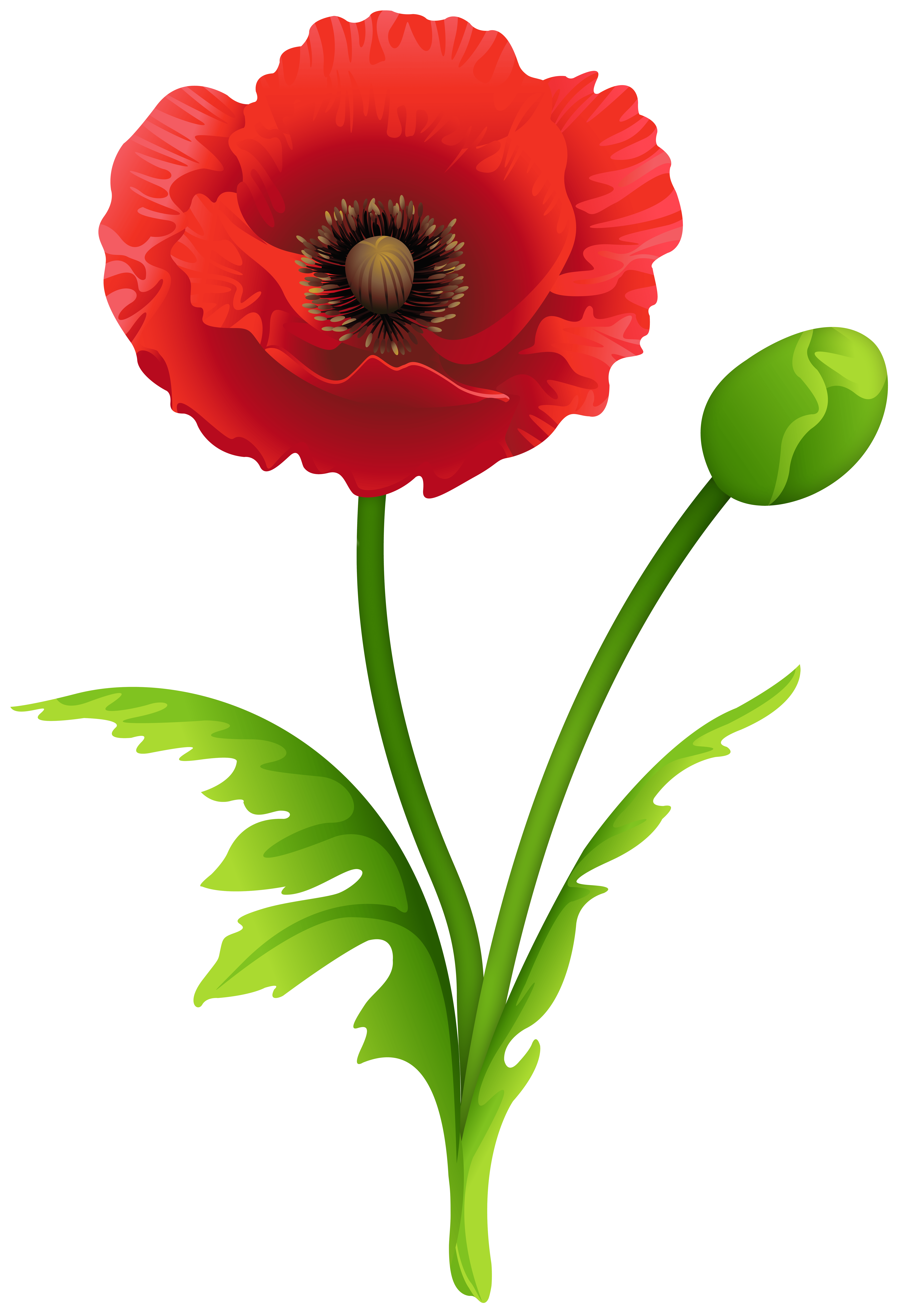 Free Red Poppy Cliparts, Download Free Red Poppy Cliparts png images, Free ClipArts on Clipart