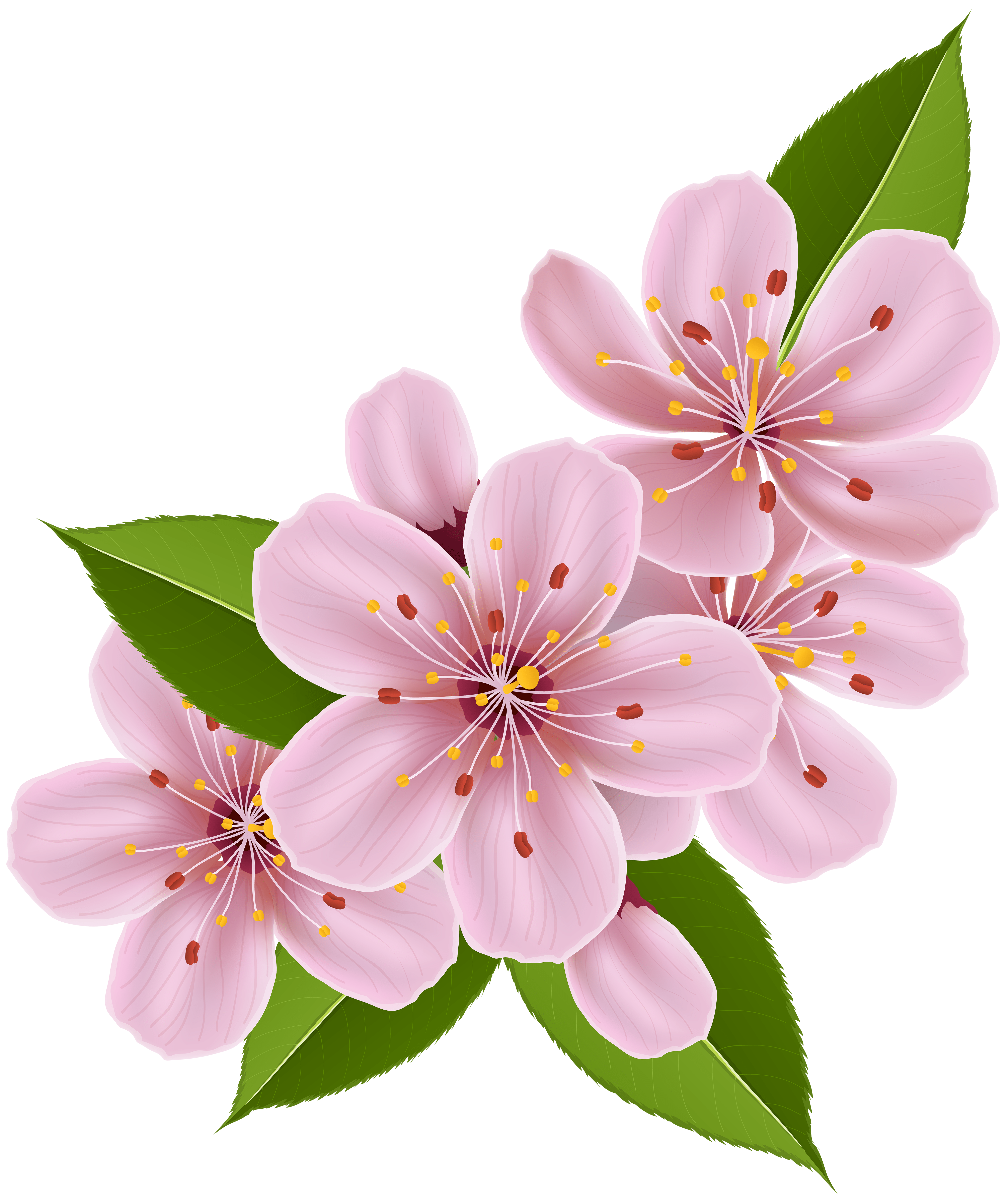 Free Cherry Blossom Clipart, Download Free Cherry Blossom Clipart png