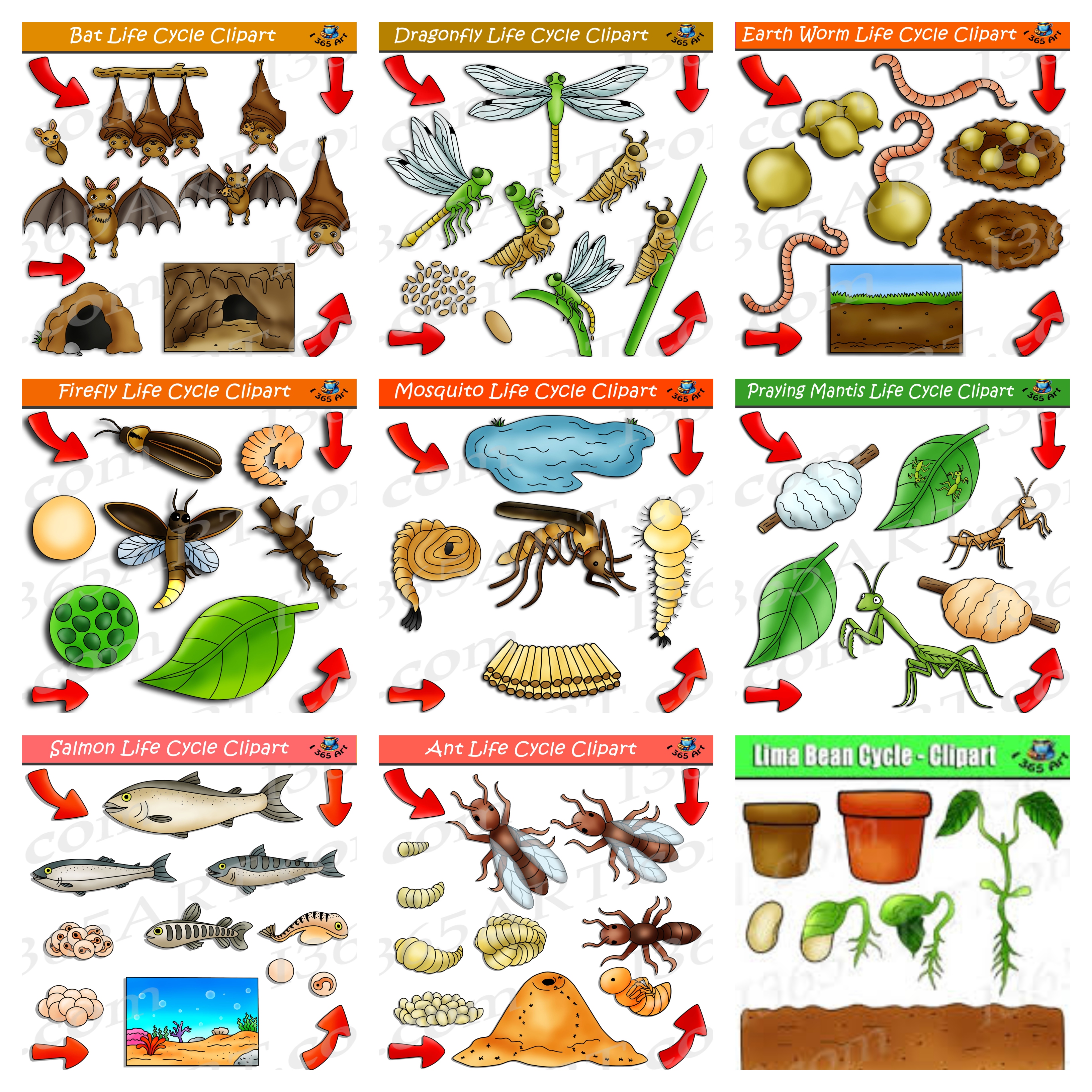 Nature Life Cycle Clipart Bundle 1 Get 18 Sets in all! Clipart 4