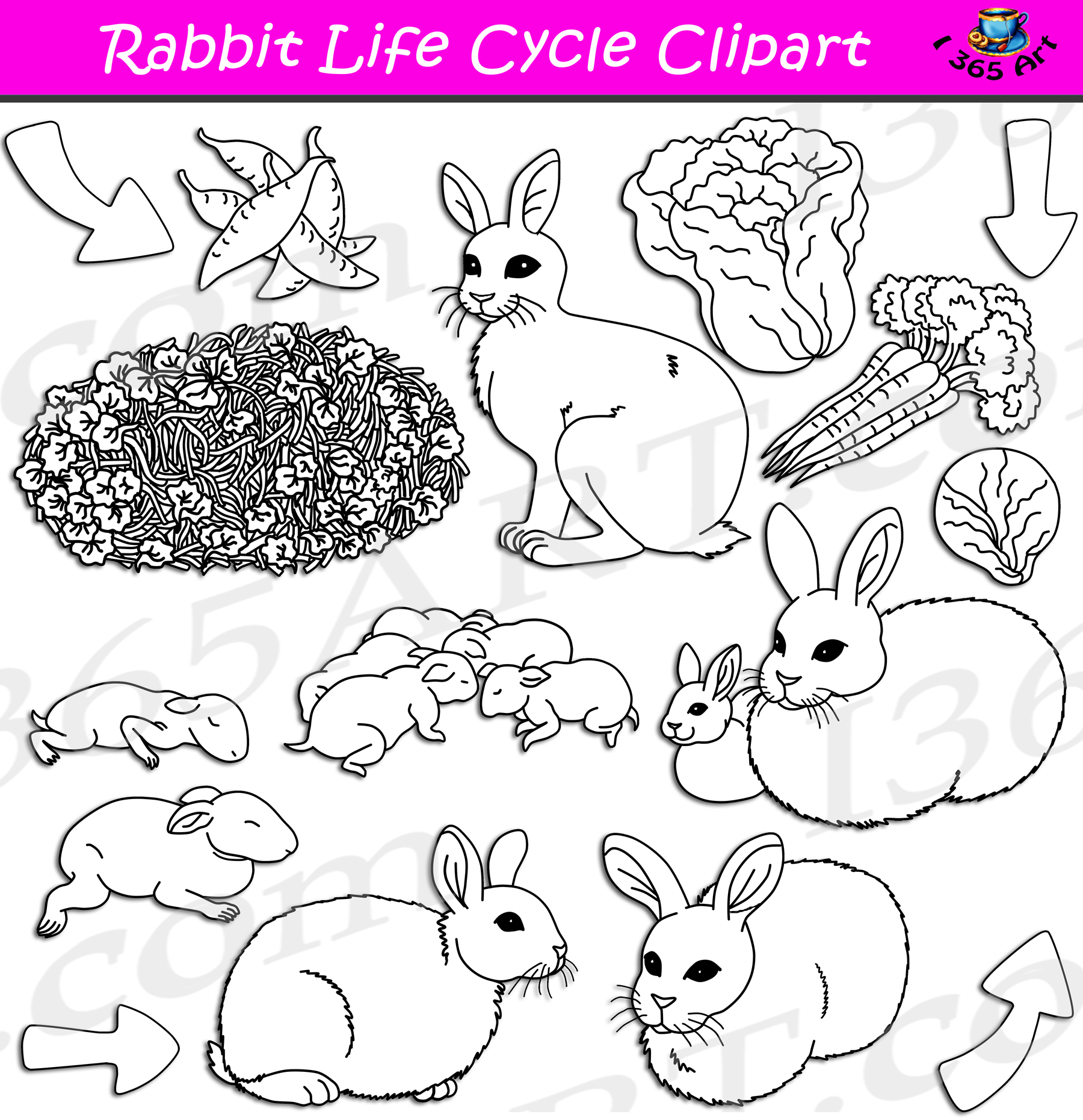Rabbit Life Cycle Clipart Set Download Clipart 4 School