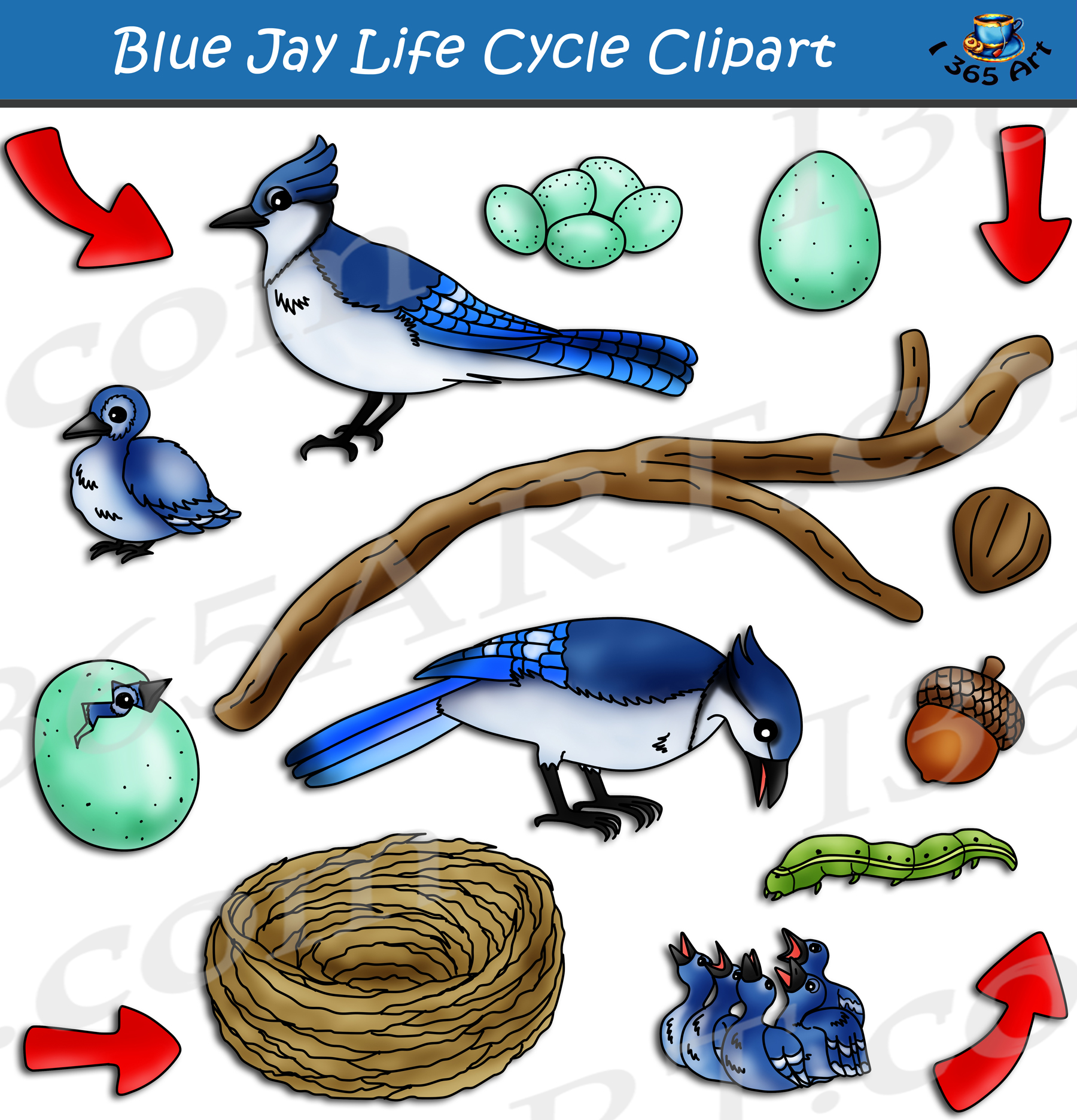 Blue Jay Life Cycle Clipart Set Download Clipart 4 School