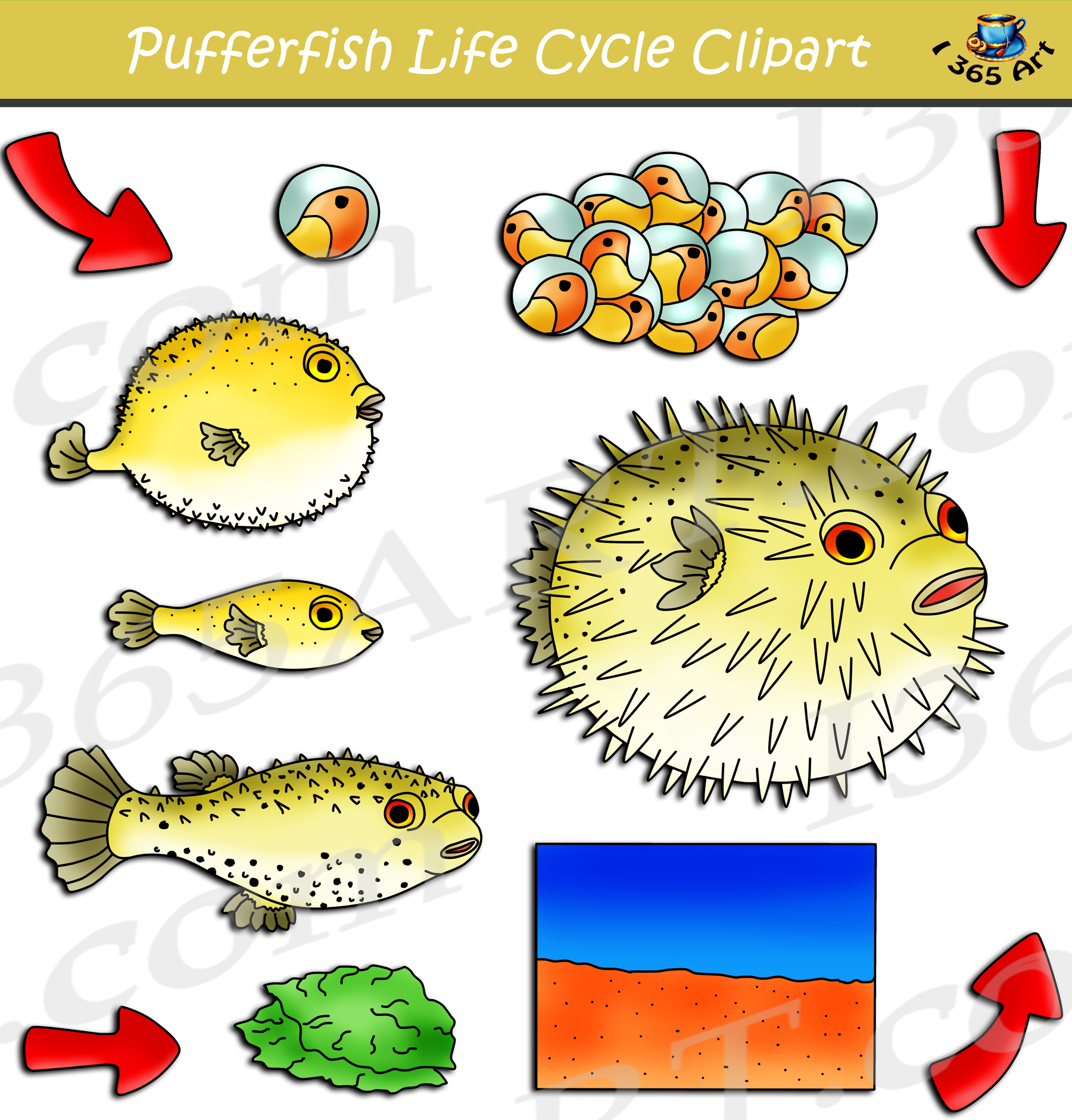 Puffer Fish Life Cycle Clipart Set Download Clipart 4 School