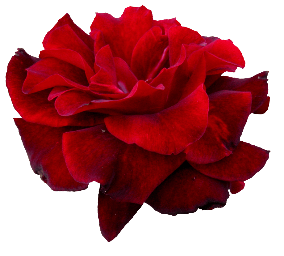 Download High Quality transparent flower red Transparent PNG Images