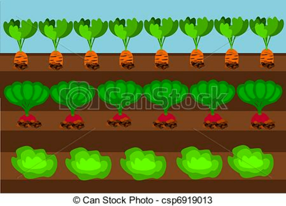 Download High Quality garden clipart vegetable patch Transparent PNG