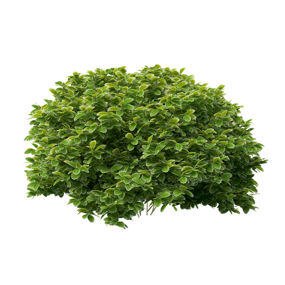 Download High Quality tree transparent background shrub Transparent PNG