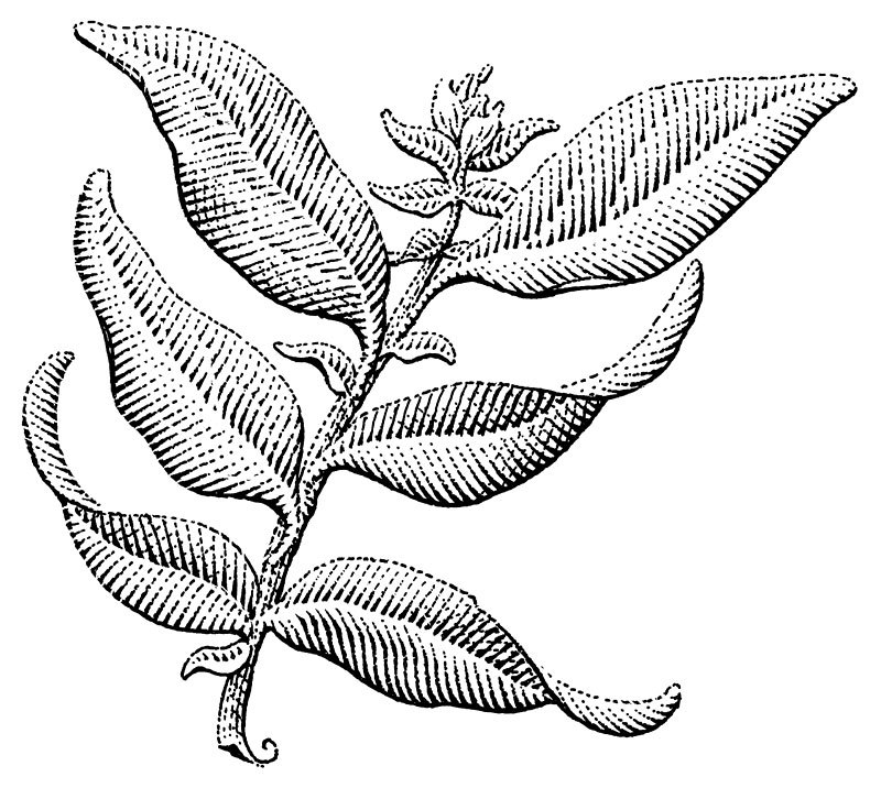 Basil Drawing Free download on ClipArtMag