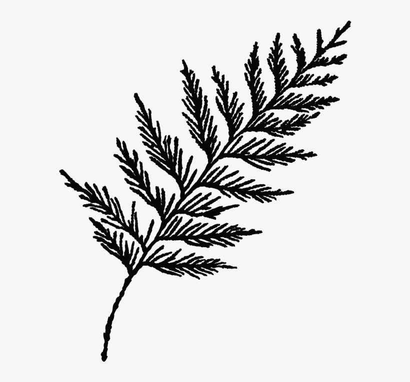 Cedar Tree Drawing Free download on ClipArtMag