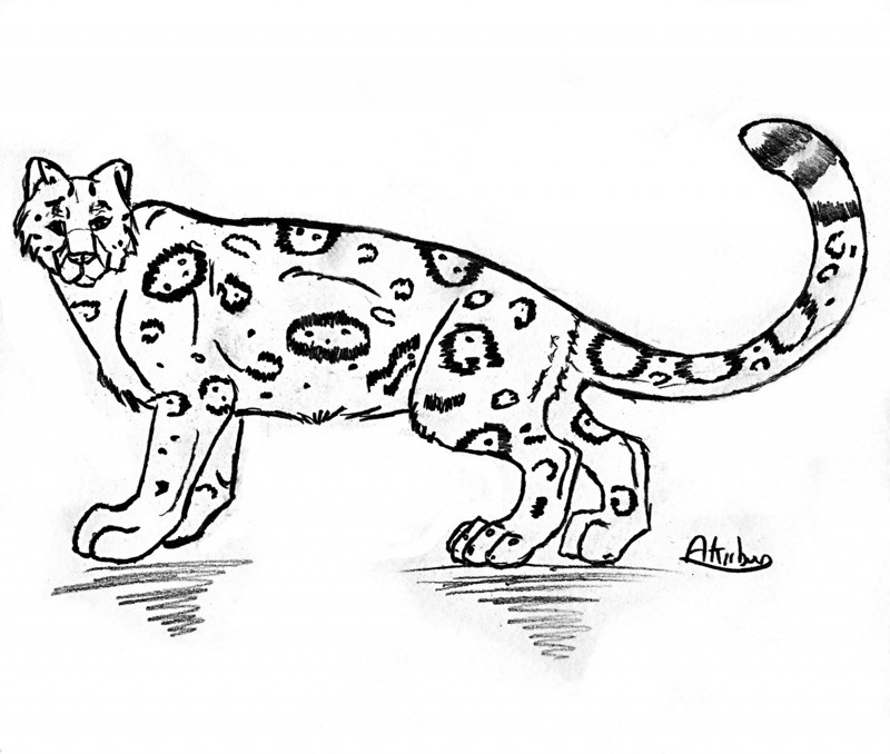Clouded Leopard Drawing Free download on ClipArtMag