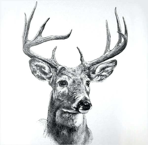 Deer Drawing Tutorial Free download on ClipArtMag