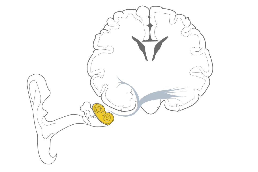 Eardrum Drawing Free download on ClipArtMag