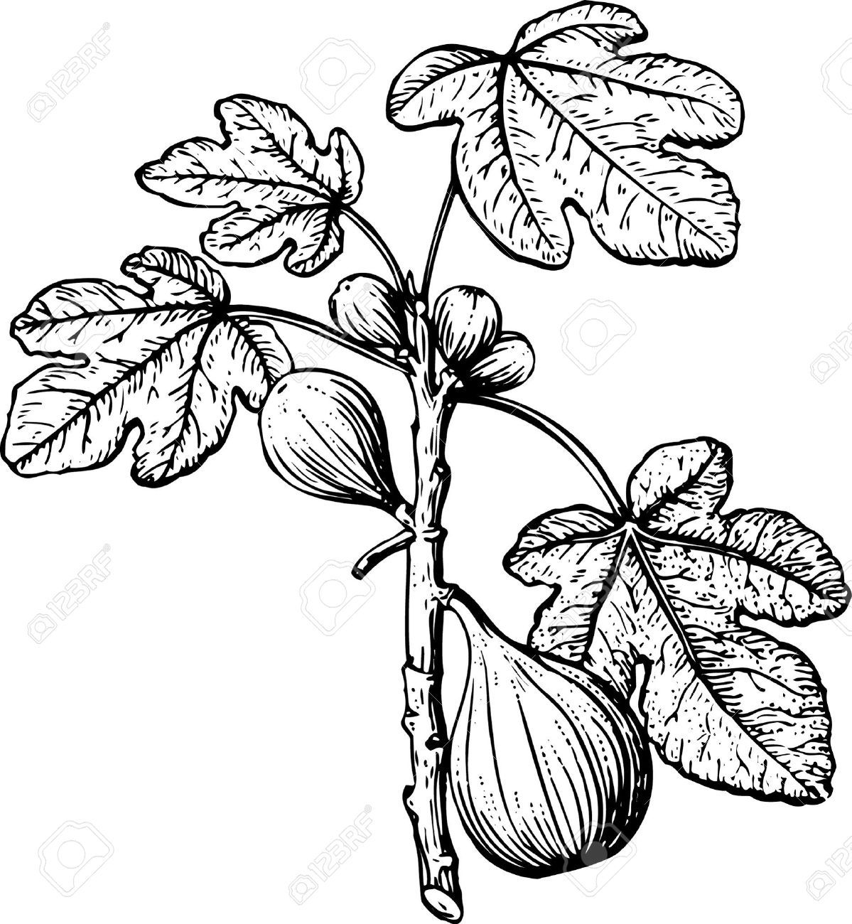 Fig Leaf Drawing Free download on ClipArtMag
