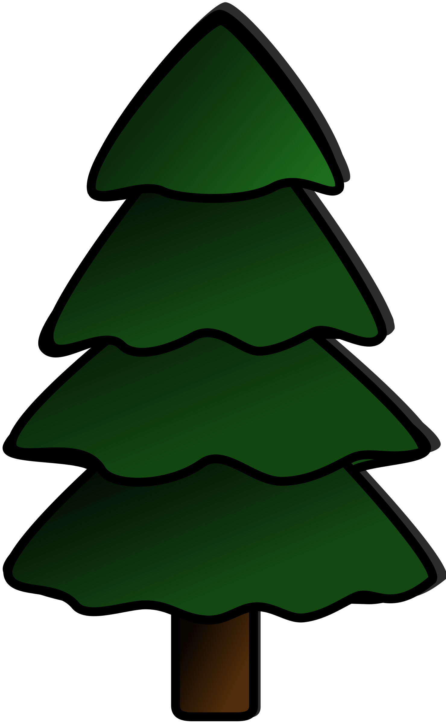 Douglas Fir Tree Drawing Free download on ClipArtMag