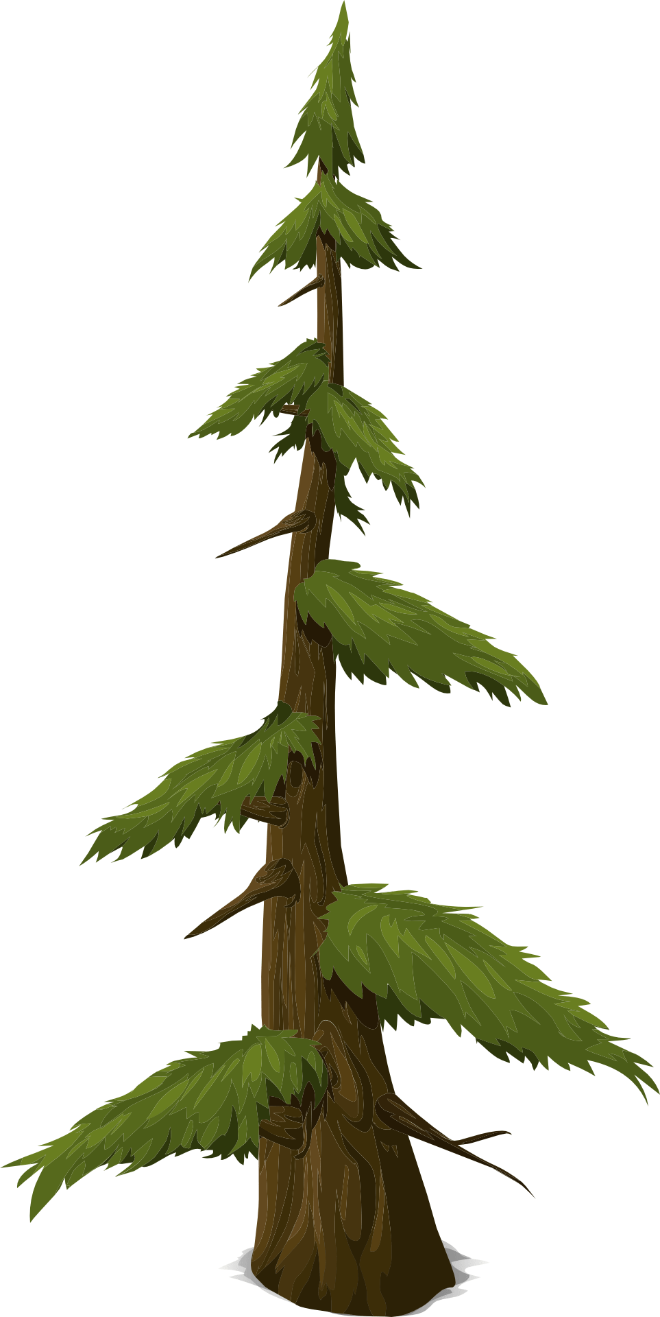 Fir Tree Drawing Free download on ClipArtMag