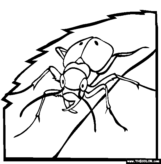 Flea Drawing Free download on ClipArtMag