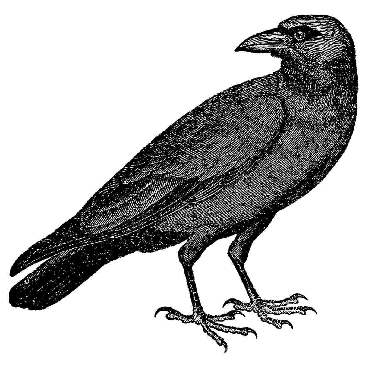 Flying Crow Drawing Free download on ClipArtMag