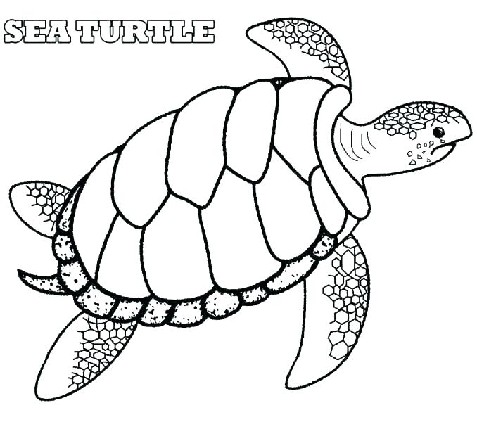Loggerhead Sea Turtle Drawing Free download on ClipArtMag