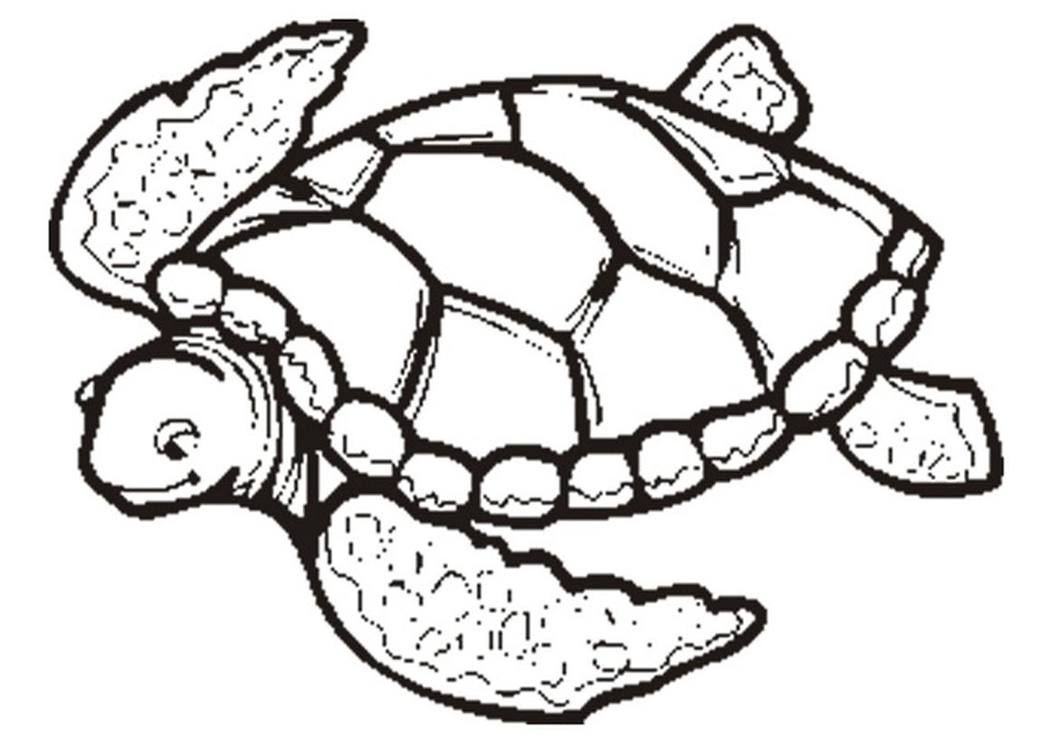 Loggerhead Sea Turtle Drawing Free download on ClipArtMag
