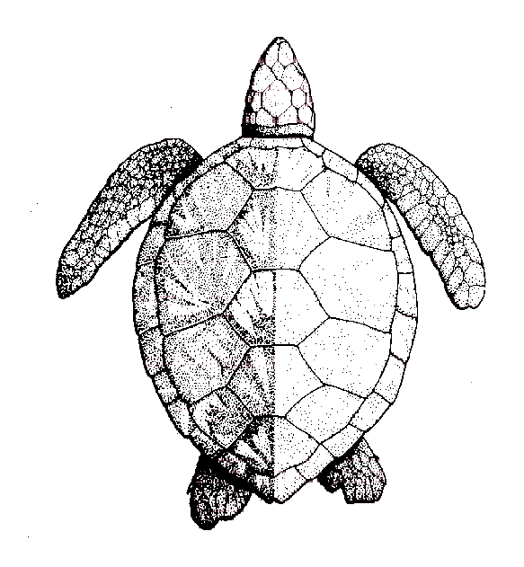 Loggerhead Sea Turtle Drawing Free download on ClipArtMag