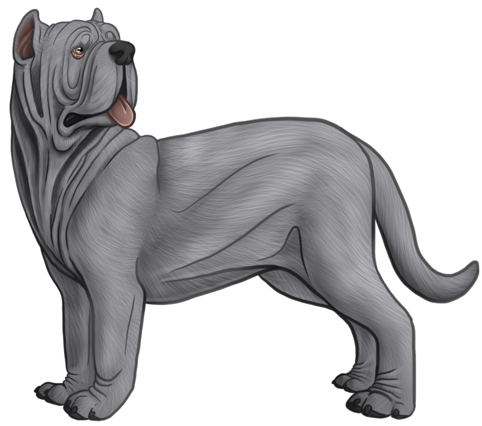 Mastiff Drawing Free download on ClipArtMag
