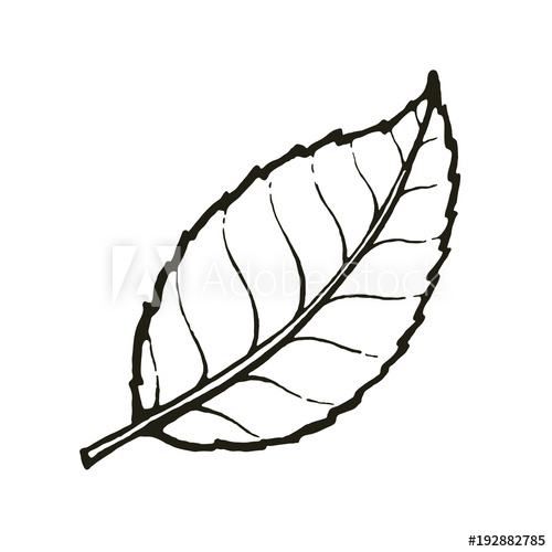 Mint Leaves Clipart Black And White Herbs and Food Recipes