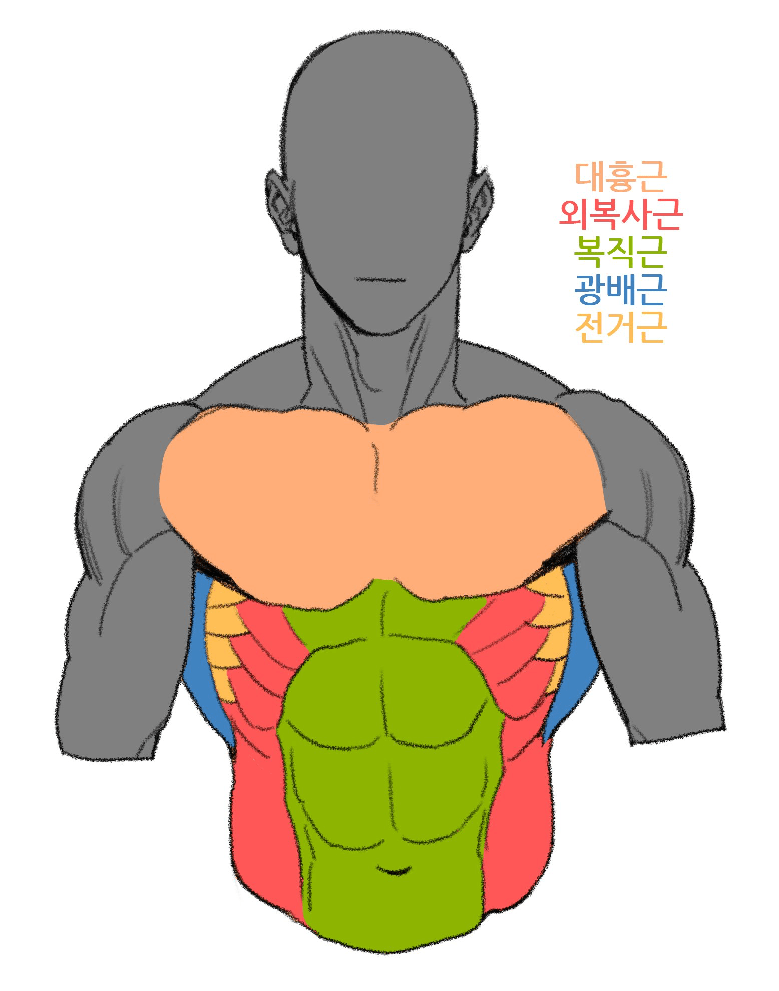 Muscle Guy Drawing Free download on ClipArtMag