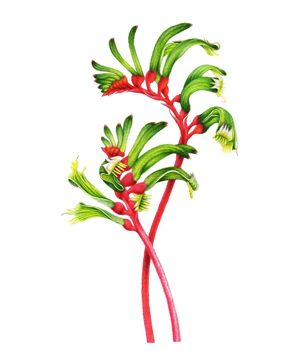 Native Drawings Free download on ClipArtMag