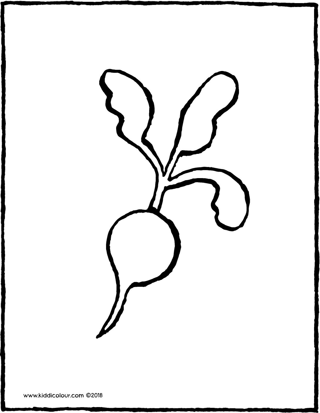 Radish Drawing Free download on ClipArtMag