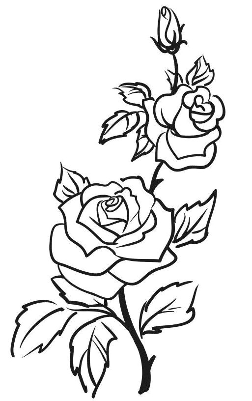 Stem Drawing Free download on ClipArtMag