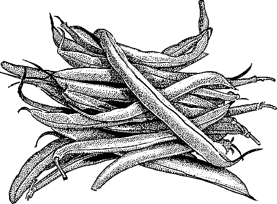 String Beans Drawing Free download on ClipArtMag