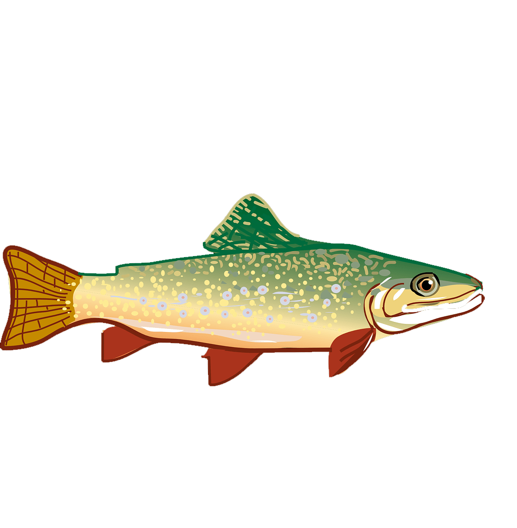 Trout Fish Drawing Free download on ClipArtMag