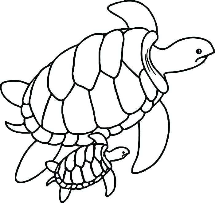 Turtle Shell Pattern Drawing Free download on ClipArtMag