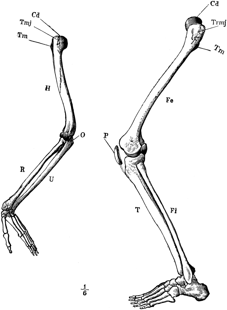 Human Bones Clipart Free download on ClipArtMag
