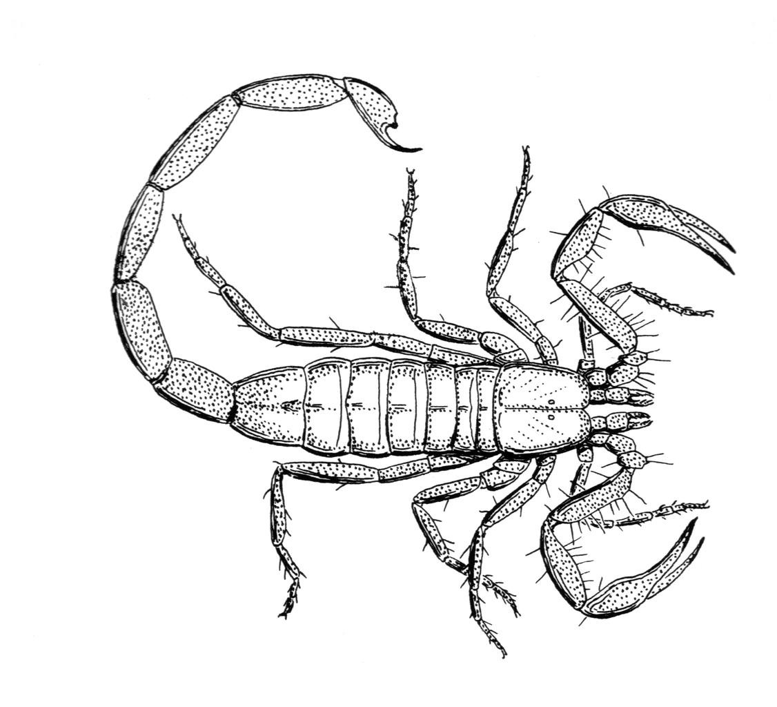 Scorpion Drawing Free download on ClipArtMag