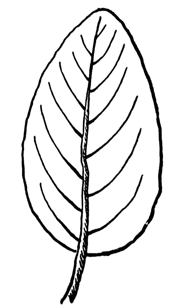 Leaf Line Art Cliparts.co
