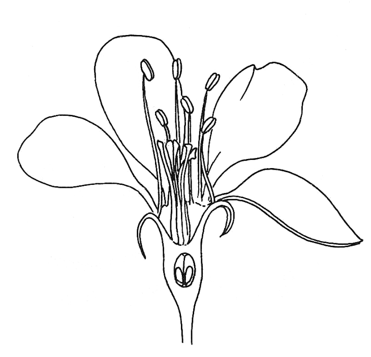 Pictures Of Flower Drawings Cliparts.co